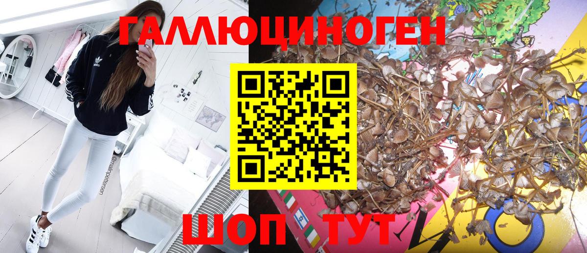 Алексеевка  Галлюциногенные грибы Psilocybe  Вход с VPN 